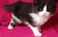 котенок норвежской лесной кошки